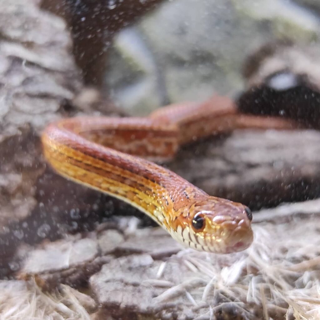 Serpent